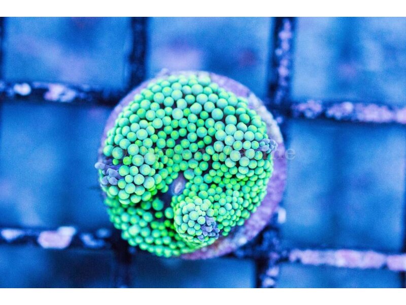 Green Ricordea Mushroom