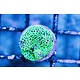 Green Ricordea Mushroom
