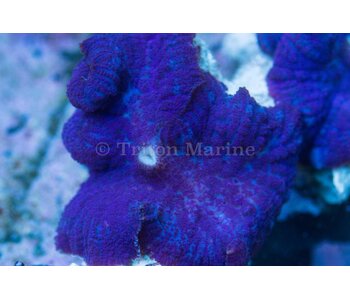 TMA Blue Bullseye Mushroom