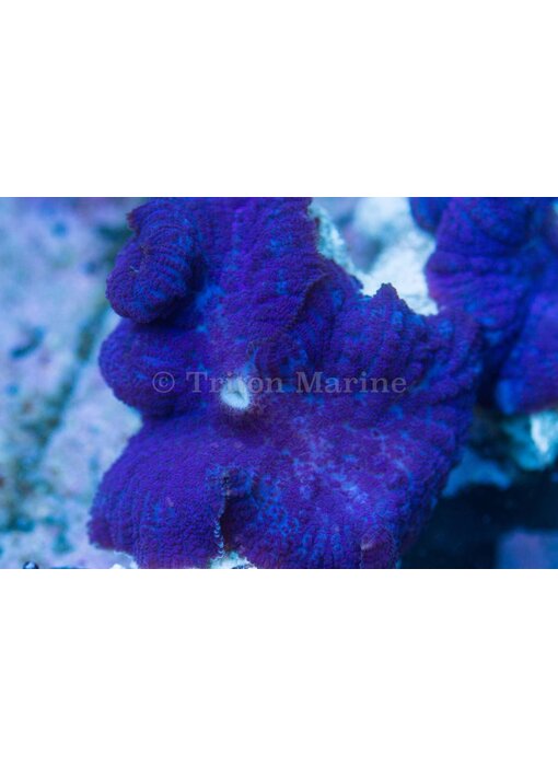 TMA Blue Bullseye Mushroom