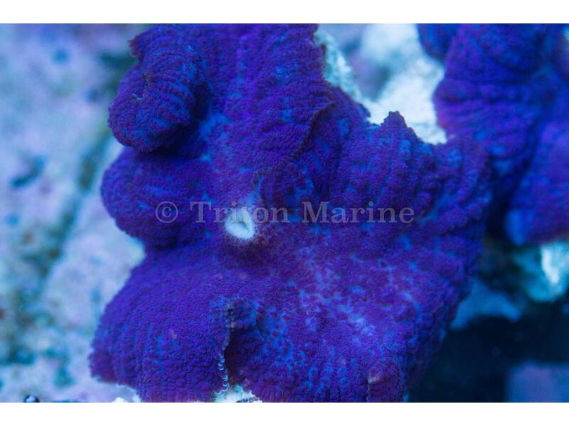 TMA Blue Bullseye Mushroom