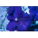 TMA Blue Bullseye Mushroom