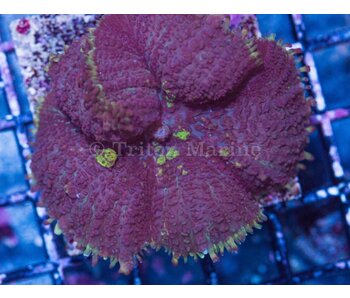 Rhodactis Bounce Mushroom