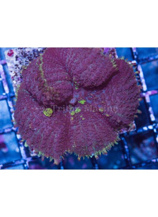 Rhodactis Bounce Mushroom