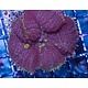 Rhodactis Bounce Mushroom