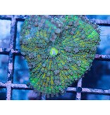 TMA Rainbow Yuma Mushroom