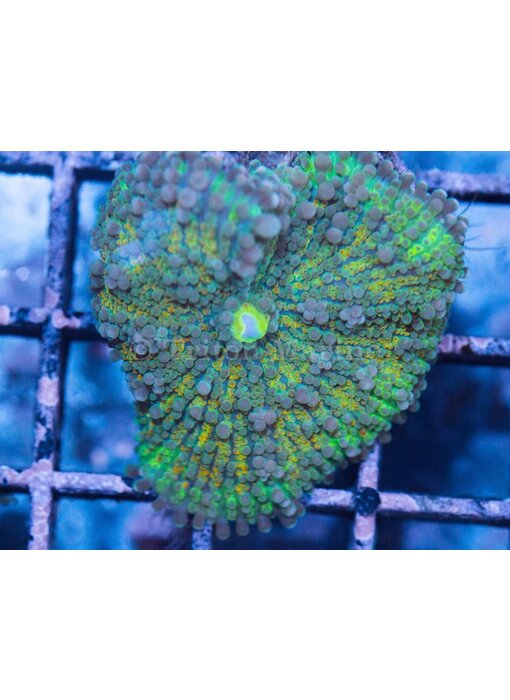 TMA Rainbow Yuma Mushroom