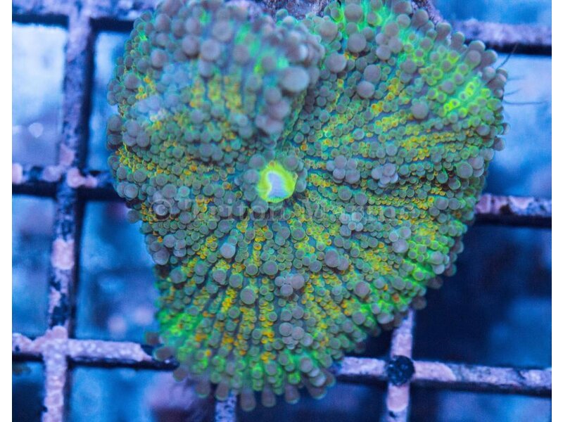 TMA Rainbow Yuma Mushroom