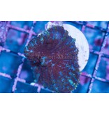 Rhodactis Mushroom