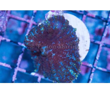 Rhodactis Mushroom