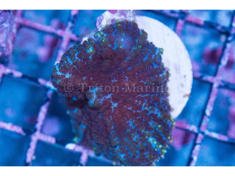 Rhodactis Mushroom
