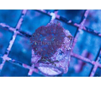 Rhodactis Mushroom