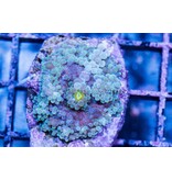 TMA Rainbow Yuma Mushroom