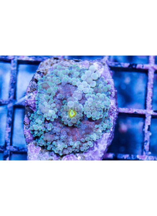 TMA Rainbow Yuma Mushroom