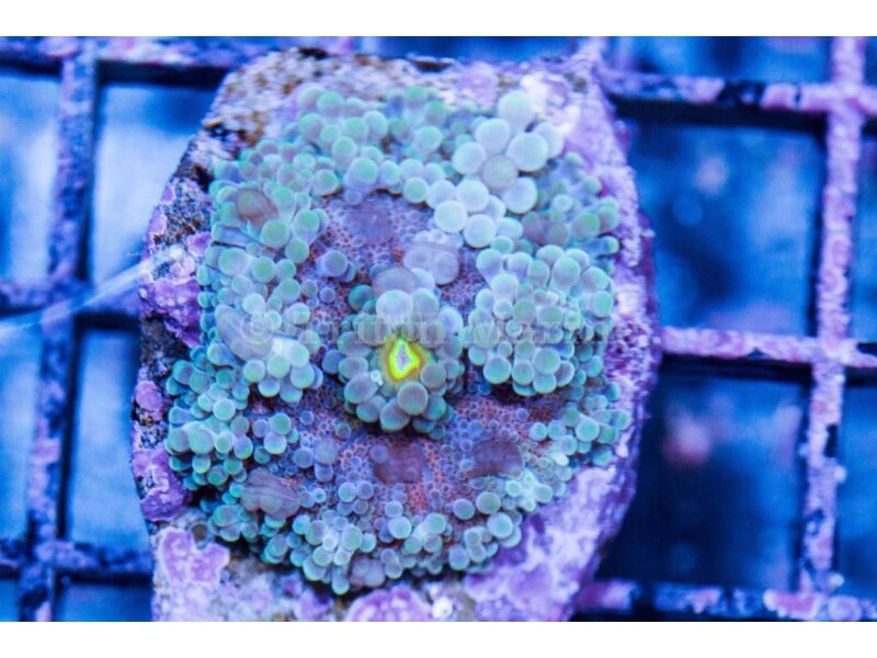 TMA Rainbow Yuma Mushroom