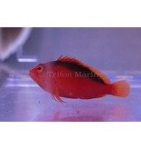 Flame Hawkfish (Neocirrhites armatus)