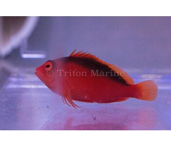 Flame Hawkfish (Neocirrhites armatus)