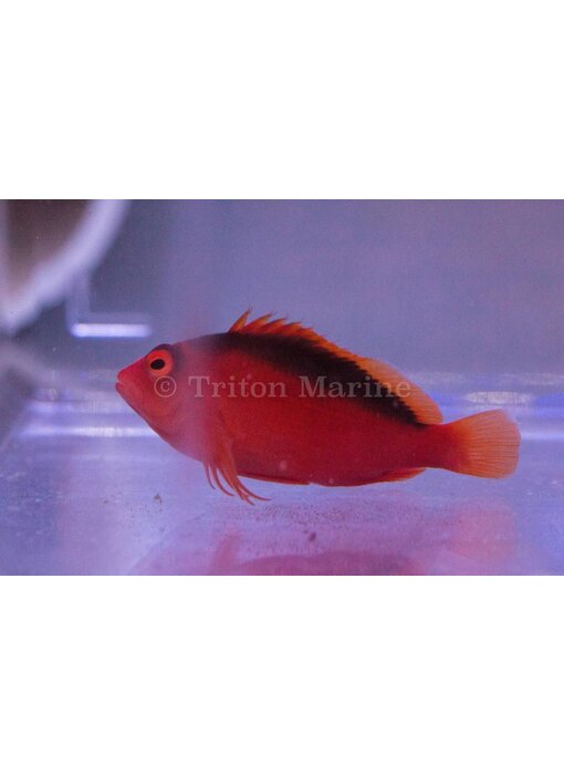 Flame Hawkfish (Neocirrhites armatus)