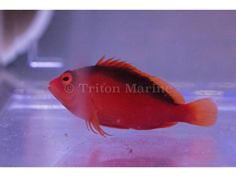 Flame Hawkfish (Neocirrhites armatus)