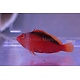 Flame Hawkfish (Neocirrhites armatus)