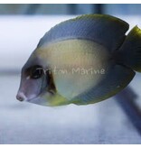 Mimic Half Black Tang (Acanthurus chronixis)