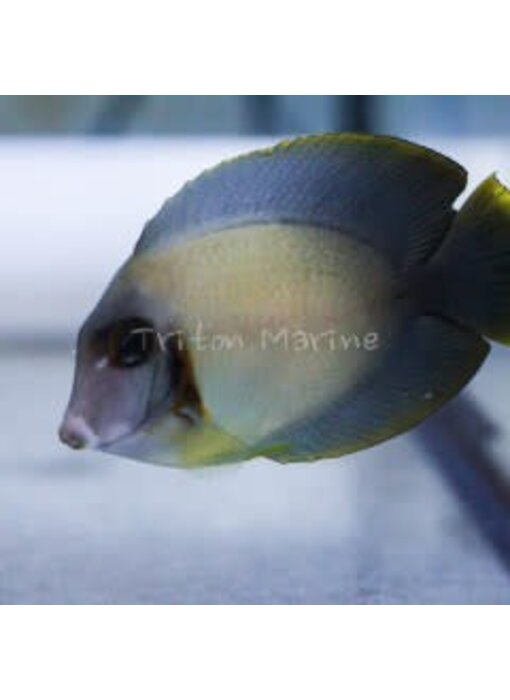Mimic Half Black Tang (Acanthurus chronixis)