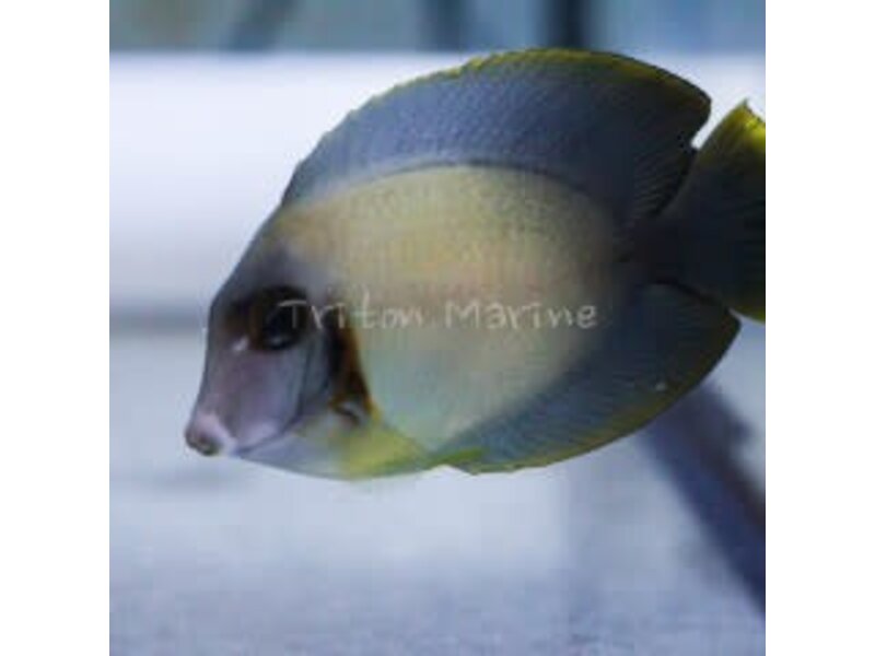 Mimic Half Black Tang (Acanthurus chronixis)