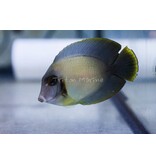 Mimic Half Black Tang (Acanthurus chronixis)