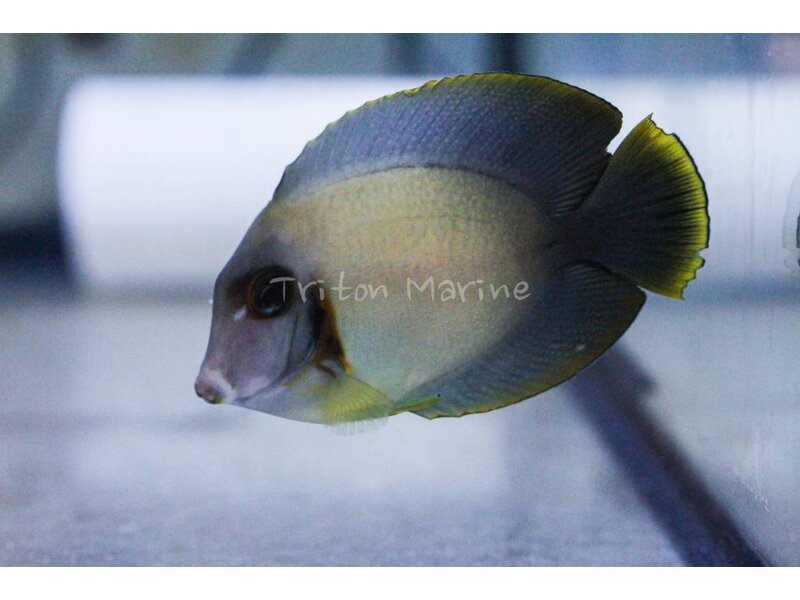 Mimic Half Black Tang (Acanthurus chronixis)
