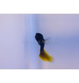Flametail Blenny (Enchelyurus flavipes)