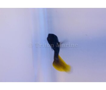 Flametail Blenny (Enchelyurus flavipes)