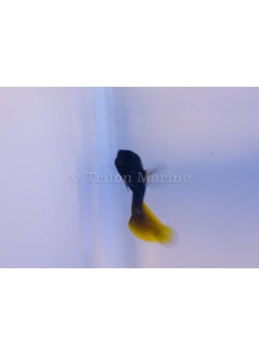 Flametail Blenny (Enchelyurus flavipes)