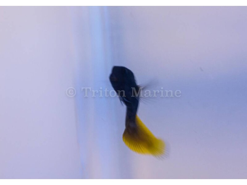 Flametail Blenny (Enchelyurus flavipes)
