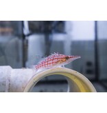 Longnose Hawkfish (Oxycirrhites typus)