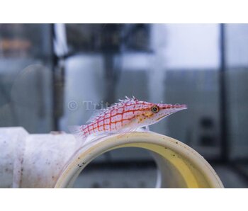Longnose Hawkfish (Oxycirrhites typus)