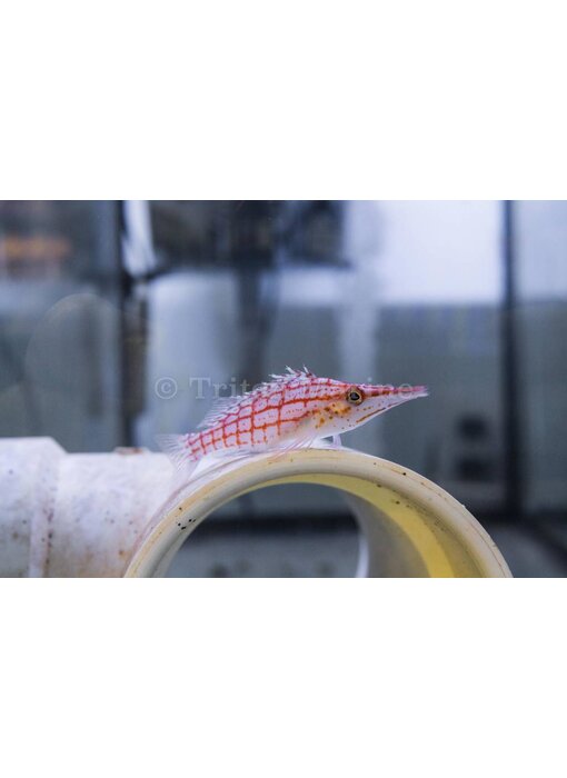 Longnose Hawkfish (Oxycirrhites typus)