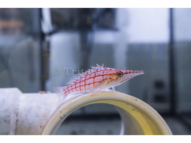 Longnose Hawkfish (Oxycirrhites typus)