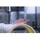 Longnose Hawkfish (Oxycirrhites typus)