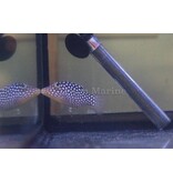 White Spotted Puffer (Canthigaster jactator)