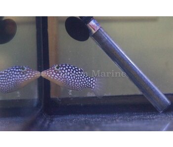 White Spotted Puffer (Canthigaster jactator)