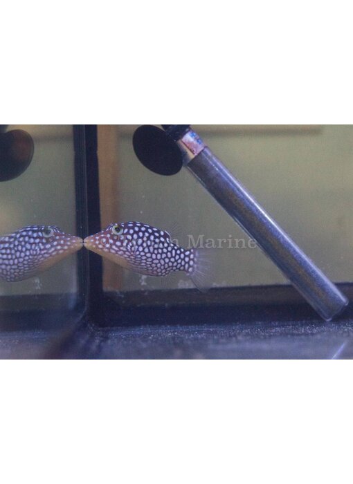 White Spotted Puffer (Canthigaster jactator)
