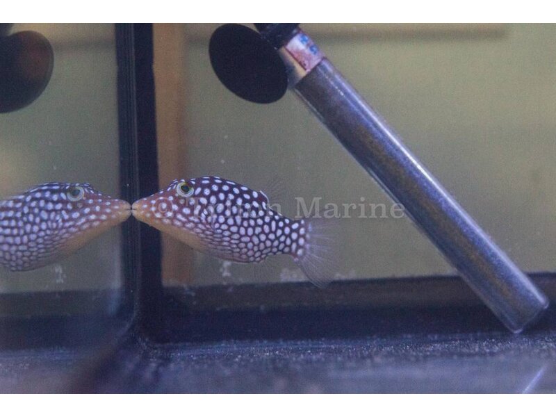 White Spotted Puffer (Canthigaster jactator)
