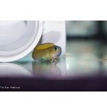 Midas Blenny (Ecsenius midas)