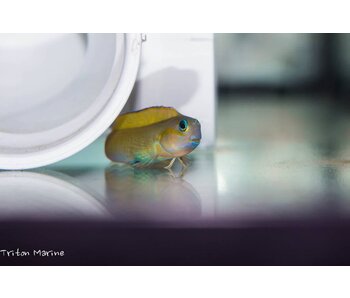 Midas Blenny (Ecsenius midas)