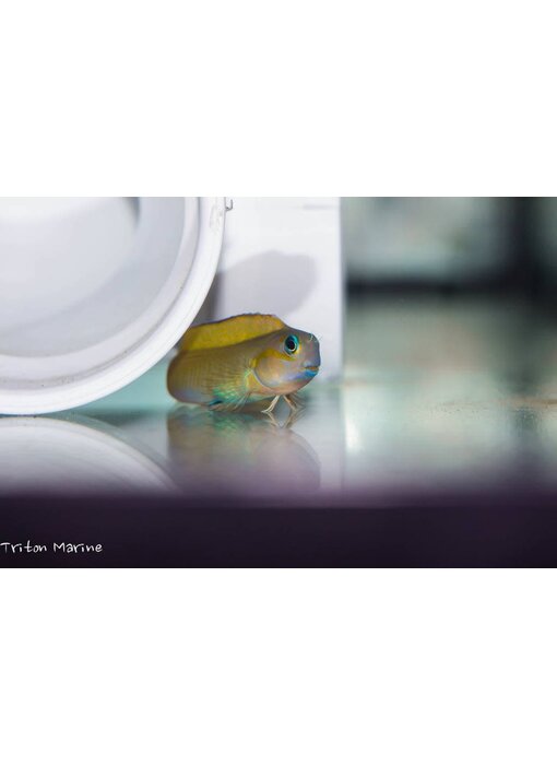 Midas Blenny (Ecsenius midas)