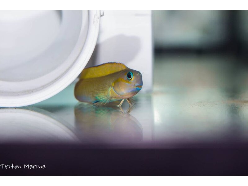 Midas Blenny (Ecsenius midas)