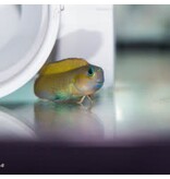 Midas Blenny (Ecsenius midas)