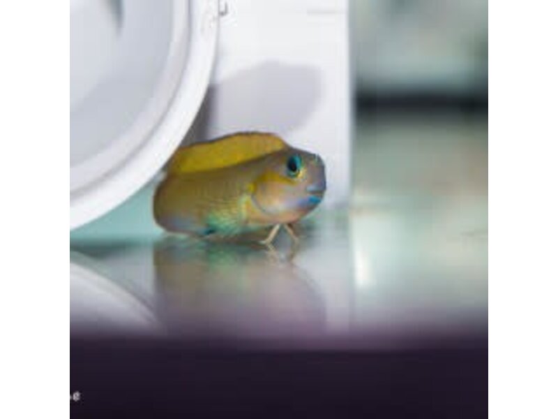 Midas Blenny (Ecsenius midas)