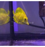 Yellow Tang  (Zebrasoma flavescens)