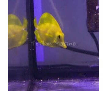 Yellow Tang  (Zebrasoma flavescens)